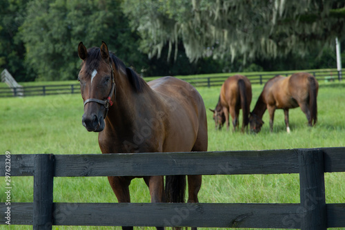 Beautiful horses on a horse breeding ranch in central Florida © Tsado