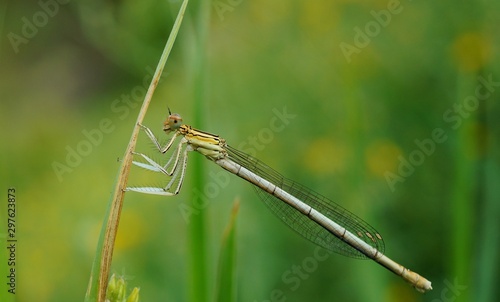 dragonfly sitting on a blade of grass © Станислав 