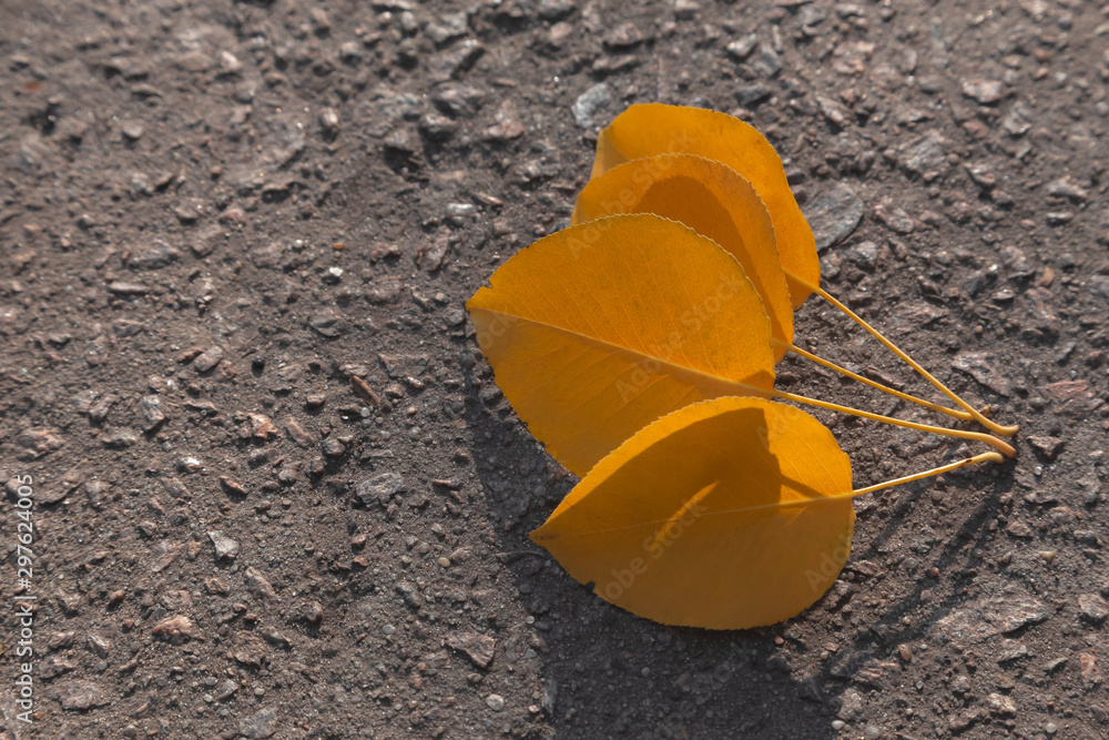 Close up shot Yellow leafs lying on a black asphalt road in sunny day. View from above. Close up shot Yellow leafs lying on a black asphalt road in sunny day. View from above.