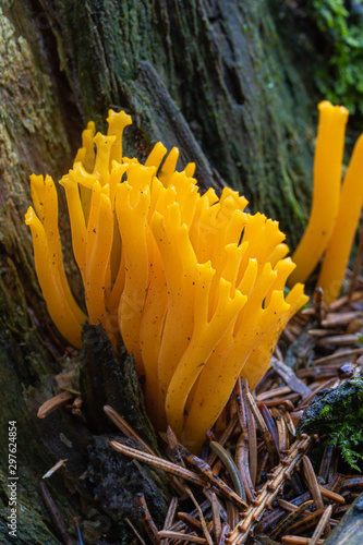 Golden Coral mushroom detail macro in forest autumn seasonal closeup nature / Coral fungus / Ramaria aurea