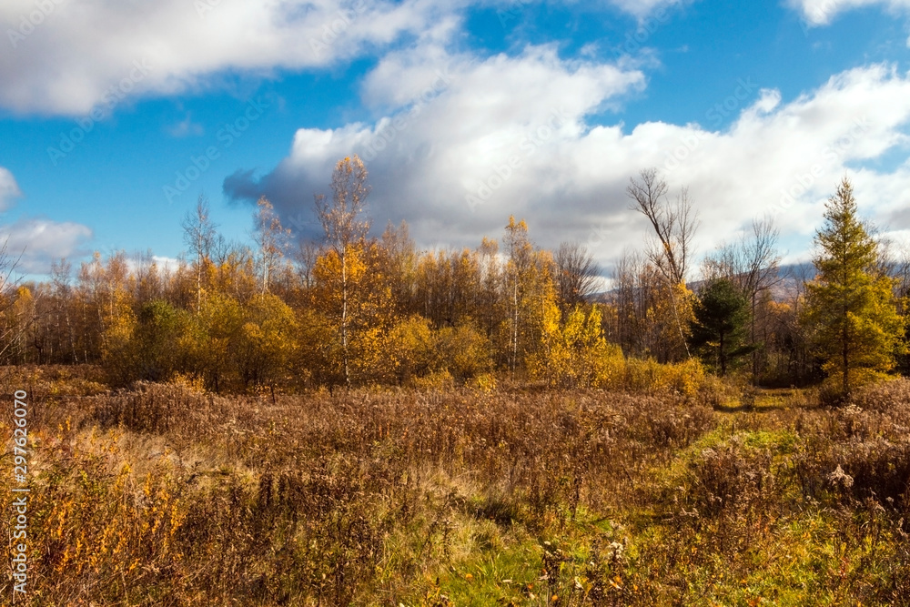 Fototapeta premium autumn landscape with trees and louds