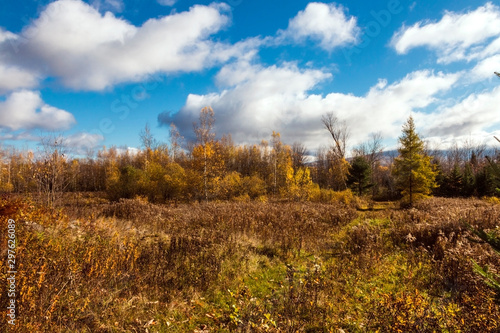 autumn landscape with yellow trees and blue sky