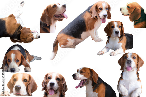 Group of beagle dogs isolated on white