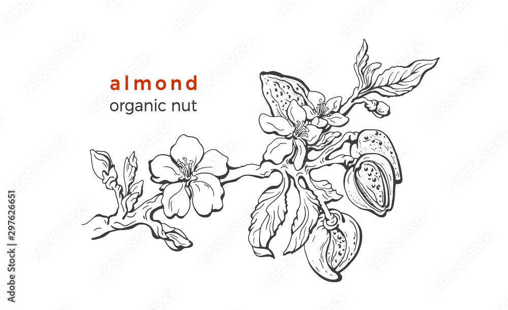 Almond. Vector natural nut. Realistic illustration