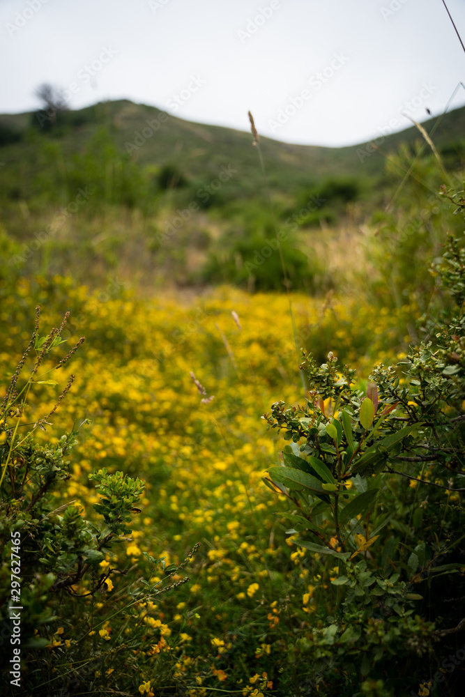 Obraz premium tree in field