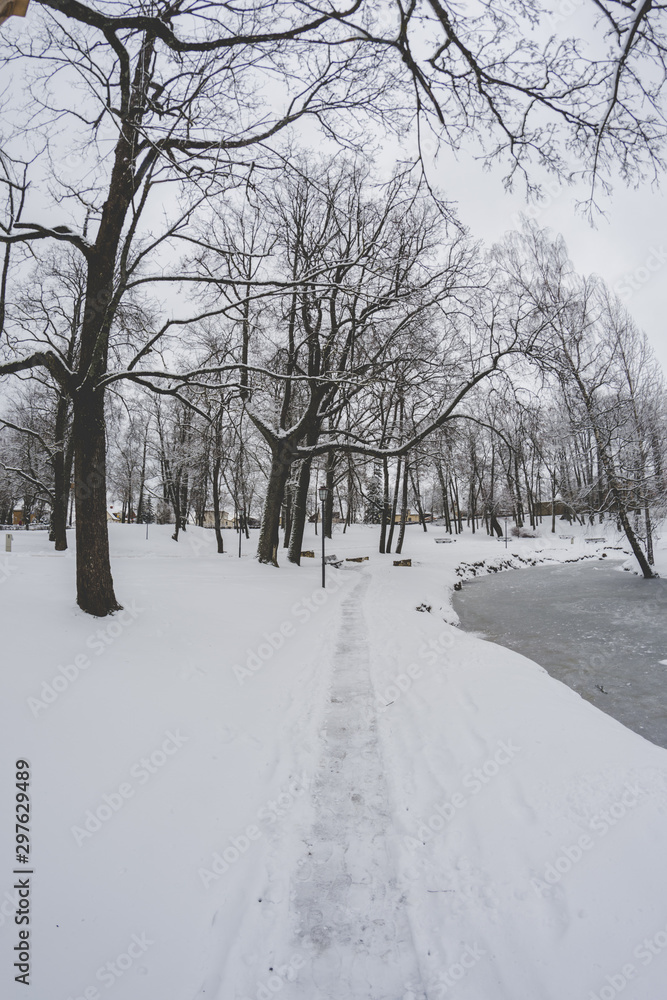 road in winter forest