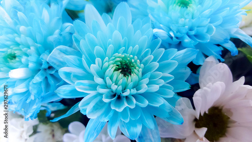 Beautiful light blue aster flower in soft dreamy light