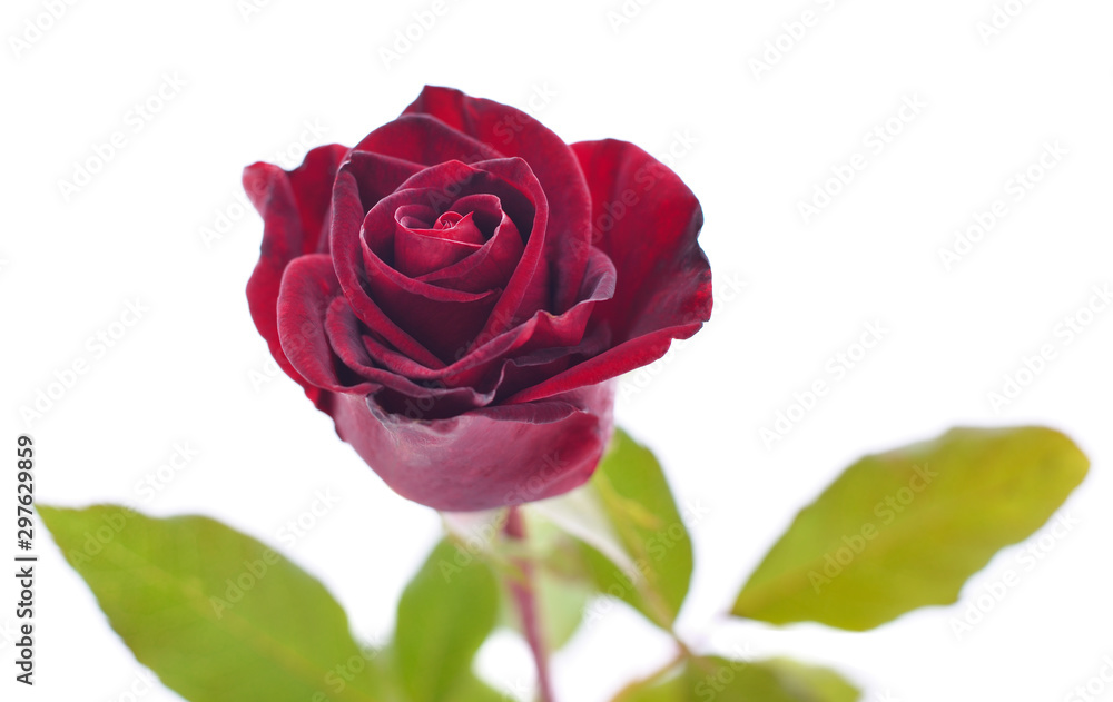 Beautiful red rose. Beautiful red rose.