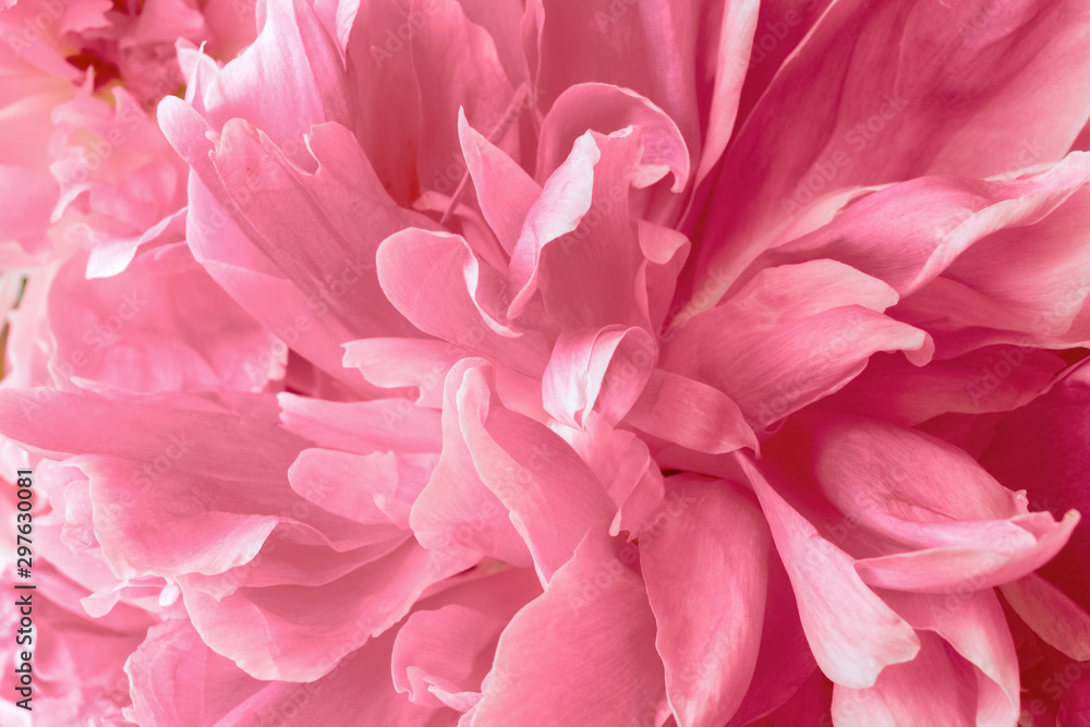flowers pink peony macro. abstract delicate background with petals of pink flowers close up.