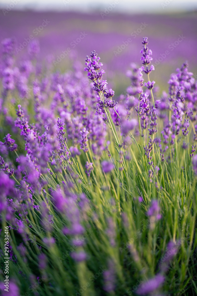 field of lavender on a sunny day, lavender bushes in rows, purple mood