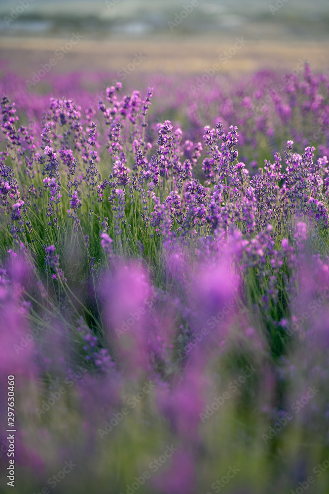 lavender field of purple flowers