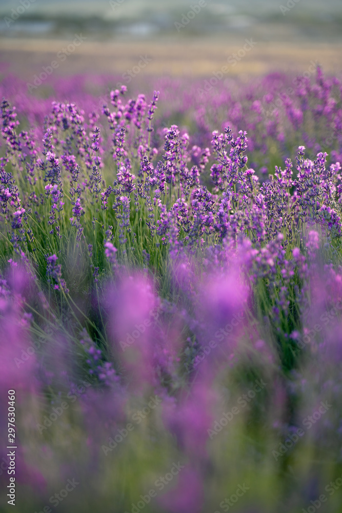 Obraz premium lavender field of purple flowers
