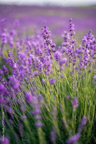 field of lavender on a sunny day  lavender bushes in rows  purple mood