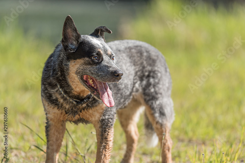 Obedient old australian cattle dog is posing in front of water.