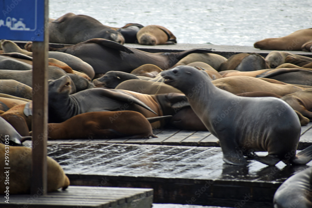 Fototapeta premium Sea Lions at Pier 39