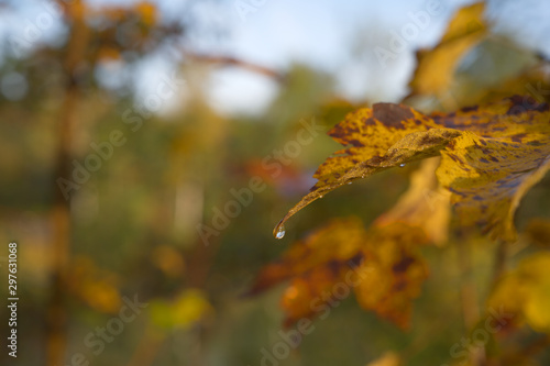 Gelbes Herbstblatt mit Wassertropfen