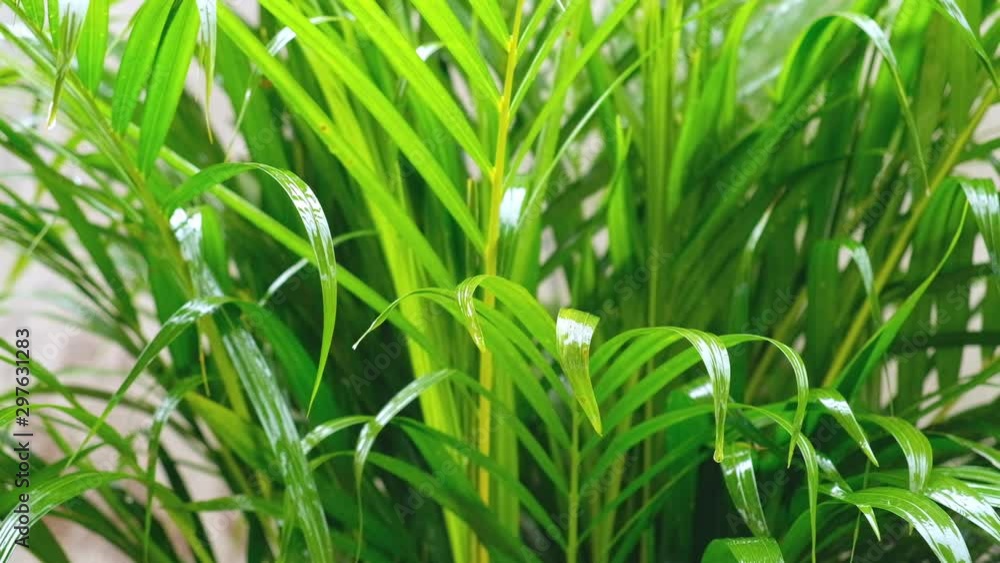 freshness green organic palm plant after the rain, it grow fast in rainy season, use to decorate outdoor garden for good environment and reduce carbon dioxide for clean air freshness green organic palm plant after the rain, it grow fast in rainy season, use to decorate outdoor garden for good environment and reduce carbon dioxide for clean air