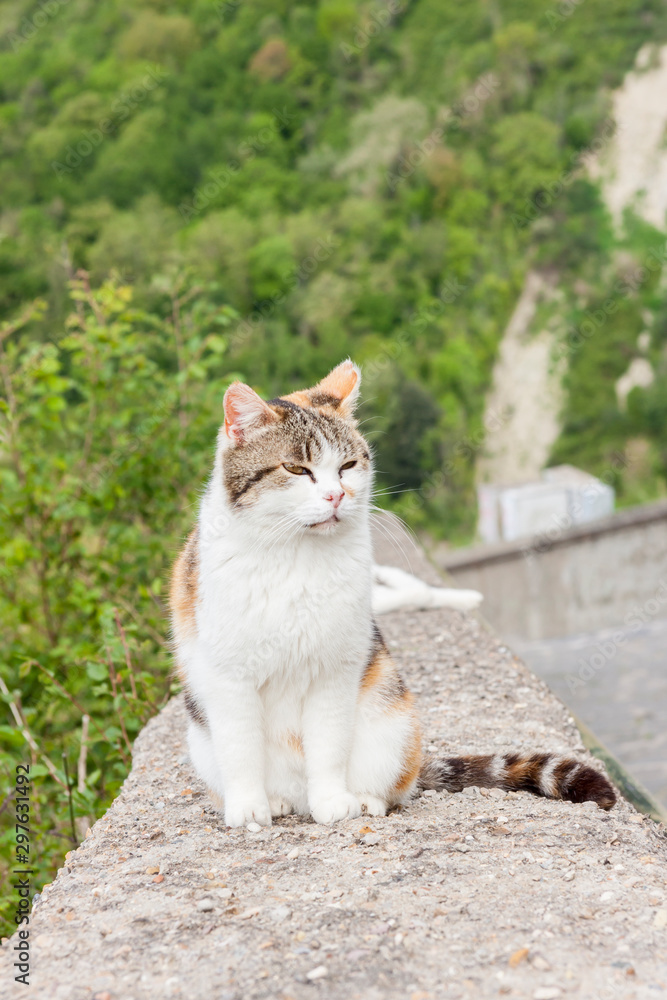 White cat on stone wall - Bagnoregio, Tuscany. White cat on stone wall - Bagnoregio, Tuscany.