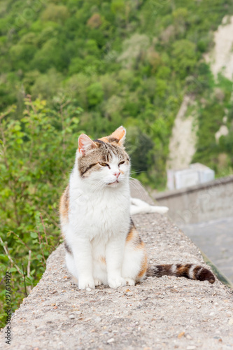 White cat on stone wall - Bagnoregio, Tuscany.