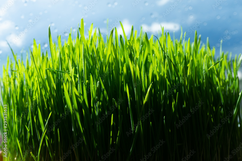 Obraz premium Wheat grass for juicing and healthy life. How to grow the best wheat grass - Urban cultivation and gardening.