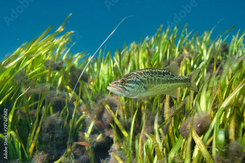 A beautiful young Largemouth Bass (Micropterus salmoides) hovers near an eel grass bed. Largemouth Bass are highly prized by sport fishermen, and are the state freshwater fish of Florida.  photo