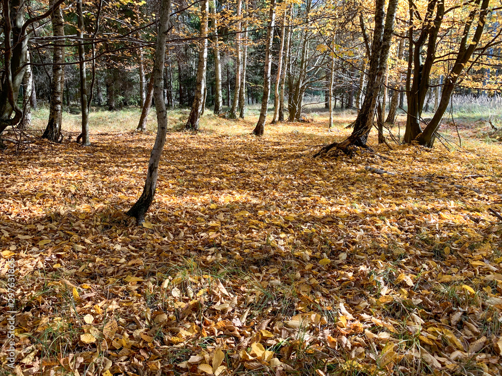 Country rural route - autumn time. Country rural route - autumn time.