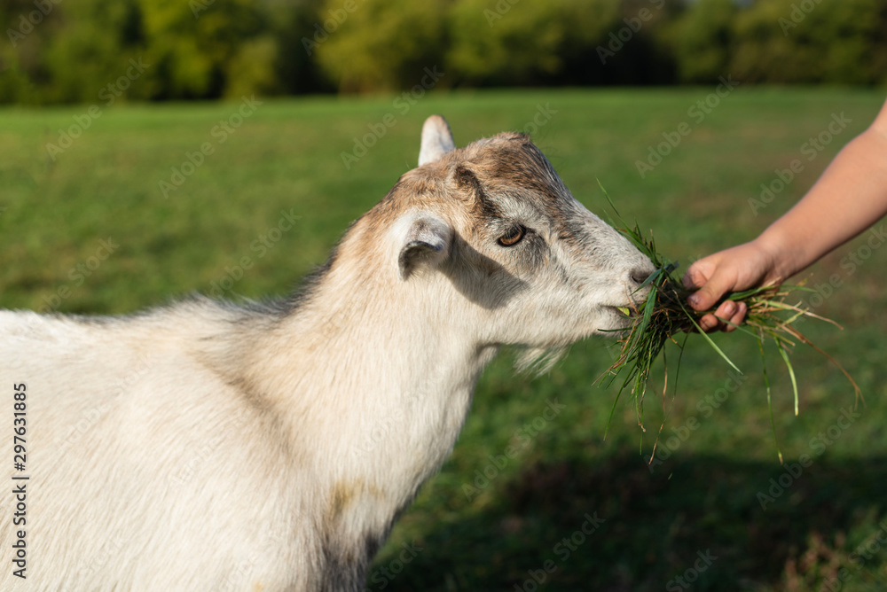 Fototapeta premium White goat eating grass from a boy's hand. Warm summer evening light. Farming concept. Close Up