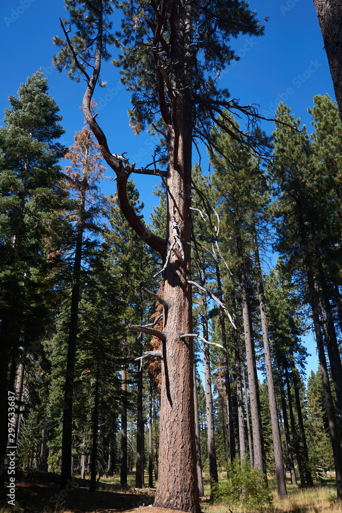 Fototapeta premium Forest Trees