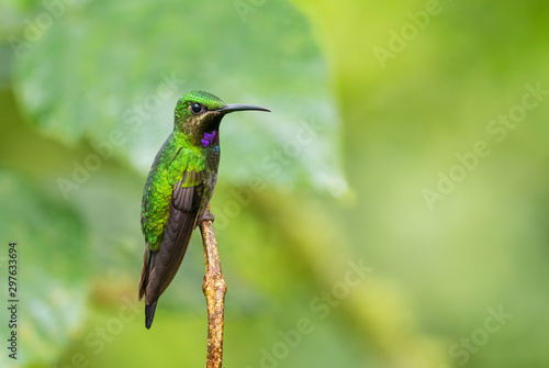 Black-throated Brilliant - Heliodoxa schreibersii, beautiful rare shining hummingbird from Andean slopes of South America, Wild Sumaco, Ecuador. photo