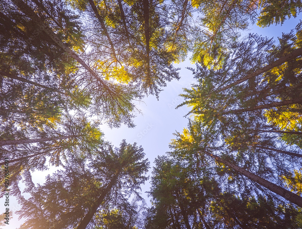 Fototapeta premium Looking up to the sky through trees
