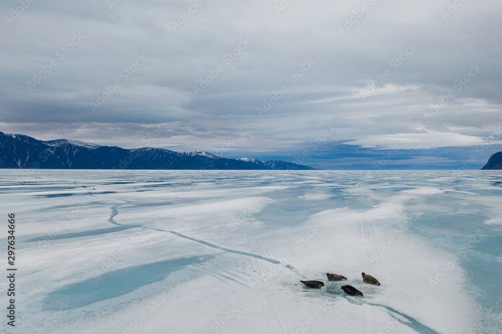 Seals on the sea ice Pond Inlet, Nunavut, Canada