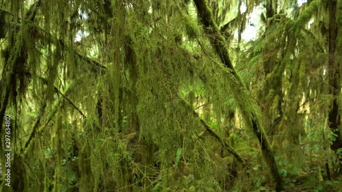 CLOSE UP, DOF: Scenic shot of moss covered branches in the dense temperate rainforest of Olympic National Park in rainy Pacific Northwest. Green moss covers branches and tree trunks in Hoh Rainforest. photo