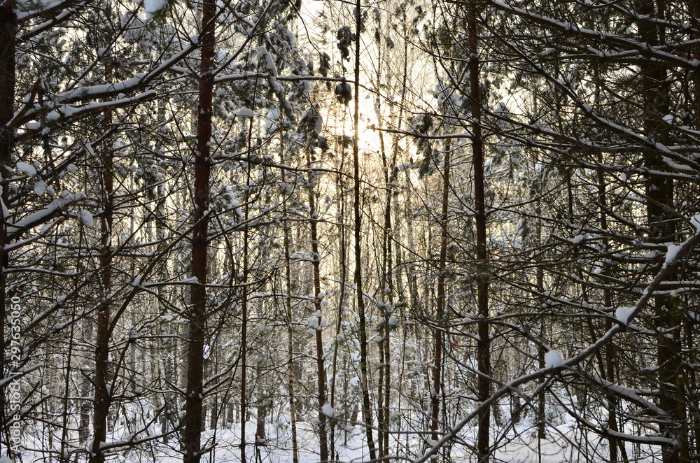 Sunset in the wood between the trees strains in winter period. Winter forest. Forest in the snow. Sunset in the wood between the trees strains in winter period. Winter forest. Forest in the snow.