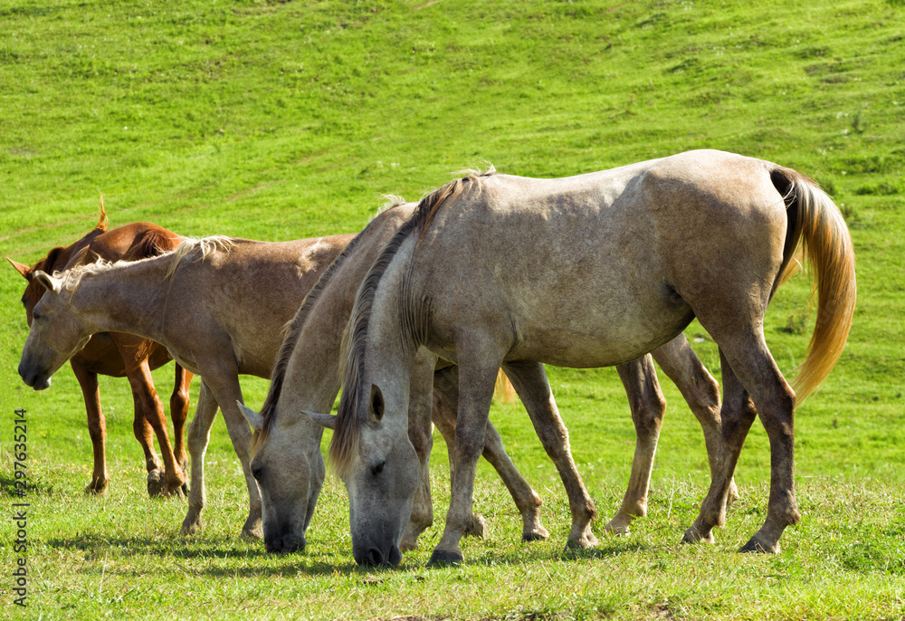 Fototapeta premium Group of white horses grazing at green pasture background