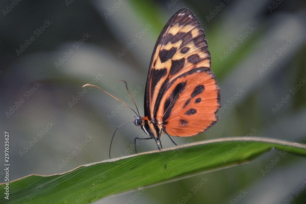 Fototapeta premium butterfly on a flower