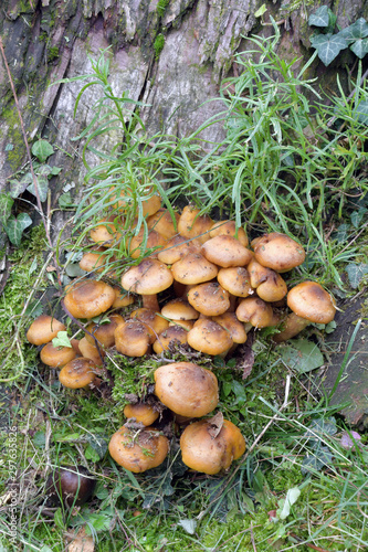 The armillaria mellea, grown on the cut trunk of the tree