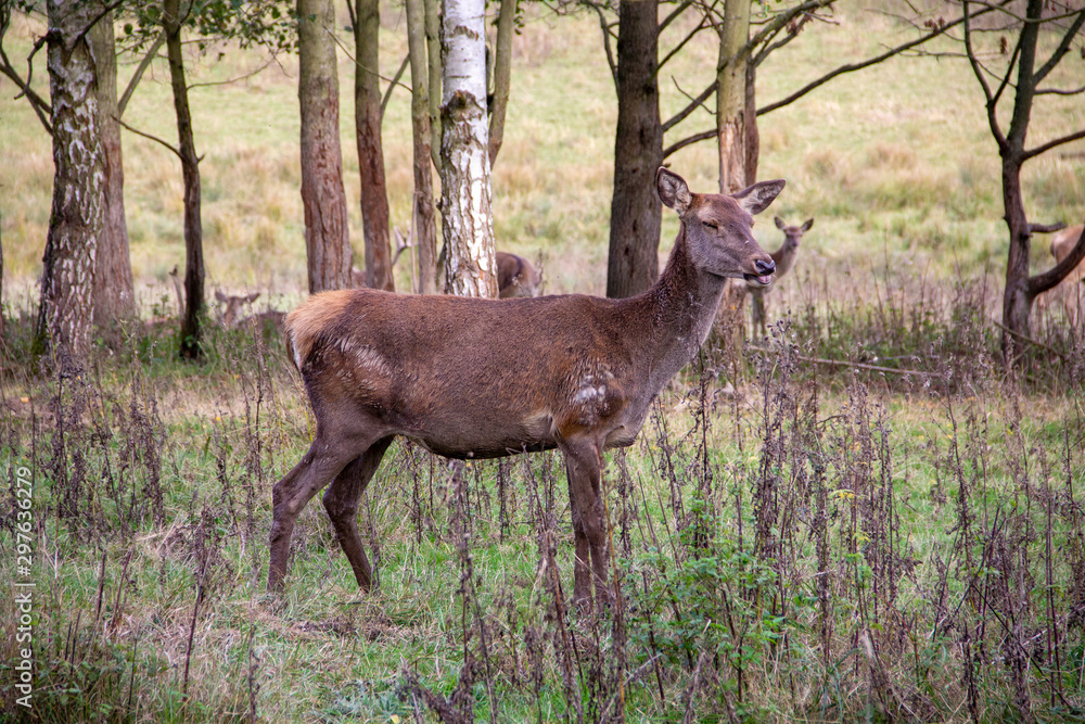 Fototapeta premium Ansicht von Hirschkühen, Rotwild, in einem Waldstück