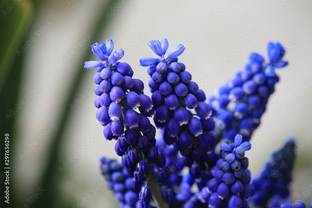 Blue Muscari Blue Muscari