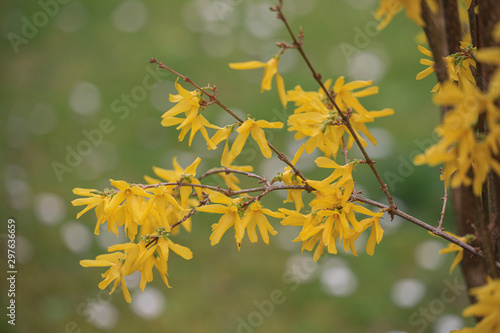 yellow maple leaves in spring