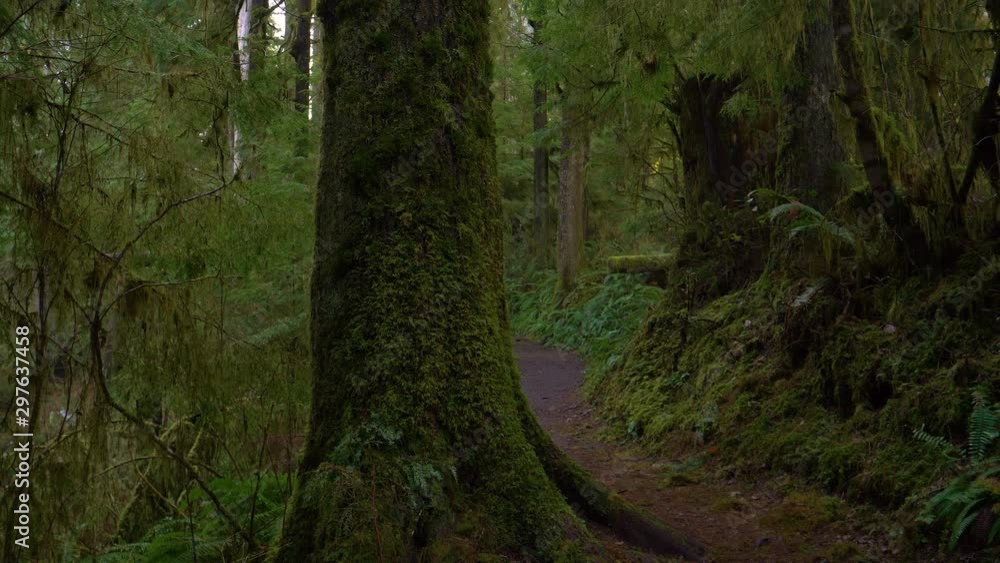 CLOSE UP: Empty trekking trail leads through the beautiful Hoh Rainforest. Scenic shot of mossy trees and lush vegetation surround a sightseeing path leading through the Olympic National Forest. CLOSE UP: Empty trekking trail leads through the beautiful Hoh Rainforest. Scenic shot of mossy trees and lush vegetation surround a sightseeing path leading through the Olympic National Forest.