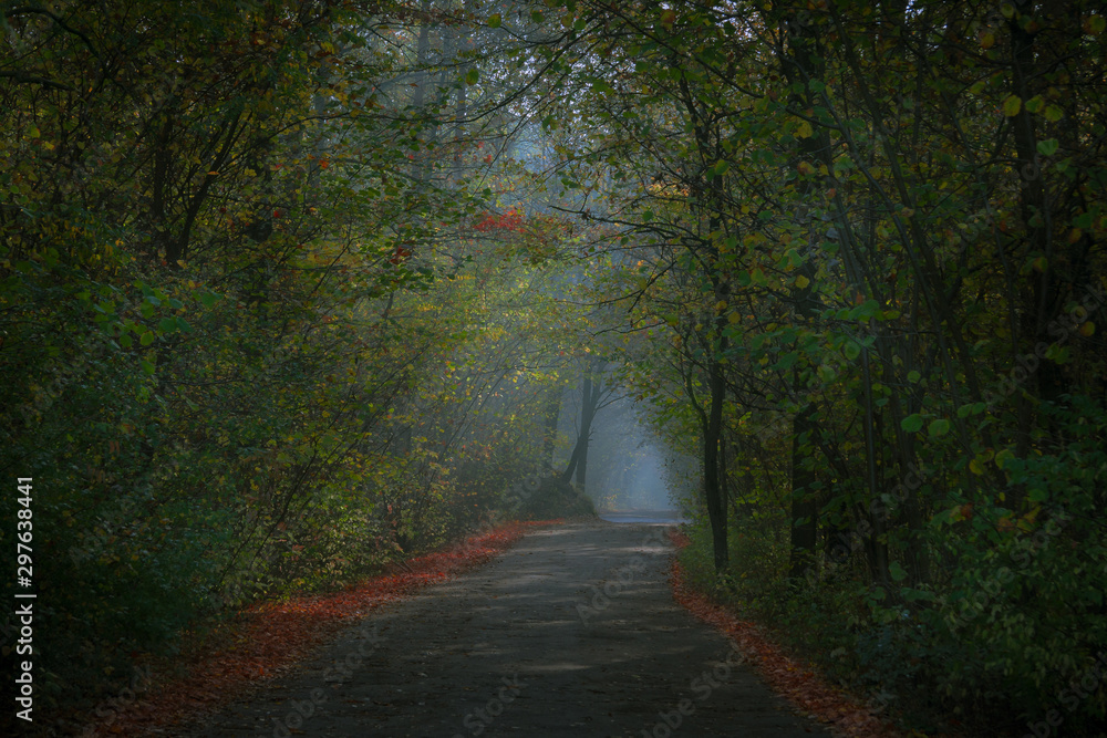 Obraz premium Droga przez las 