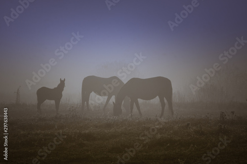 Konie we mgle  © Mariusz Stoszewski