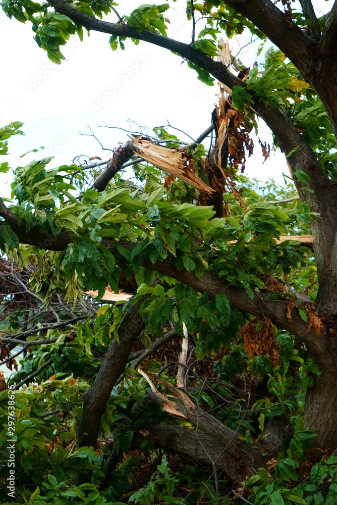Chestnut tree broken by typhoon