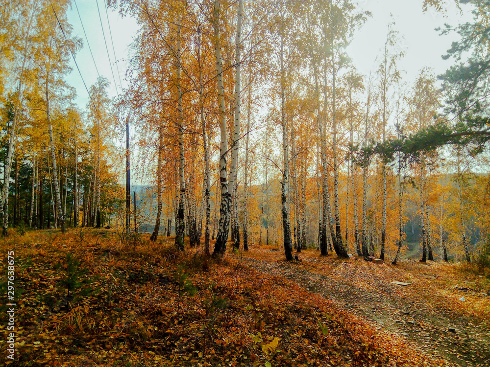 Obraz premium Autumn in the forest