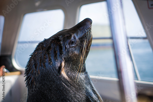 Photos Marine seal on a sea cruise