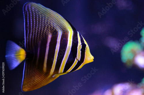 Sailfin Tang Fish - (Zebrasoma veliferum) 