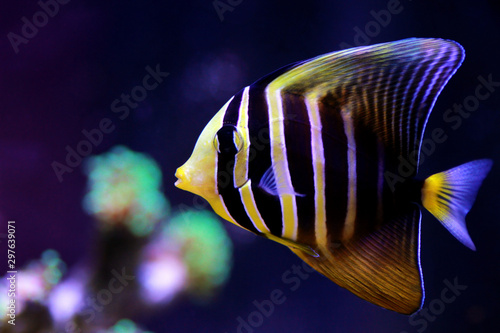 Sailfin Tang Fish - (Zebrasoma veliferum) 