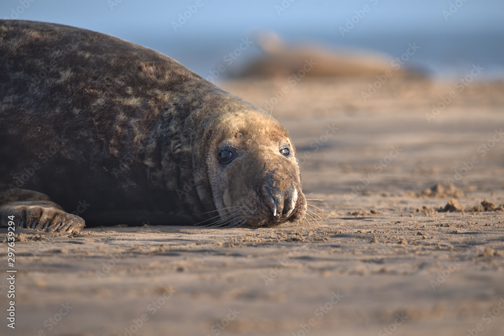 Fototapeta premium Grey seal bulls ,Halichoerus grypus