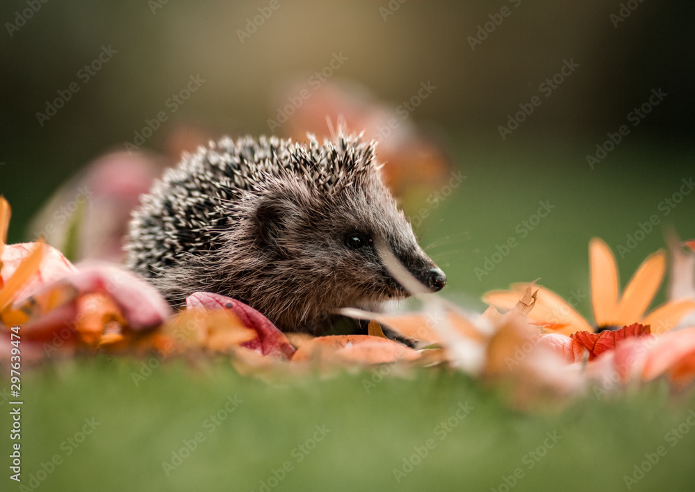 Igel im Laub Igel im Laub