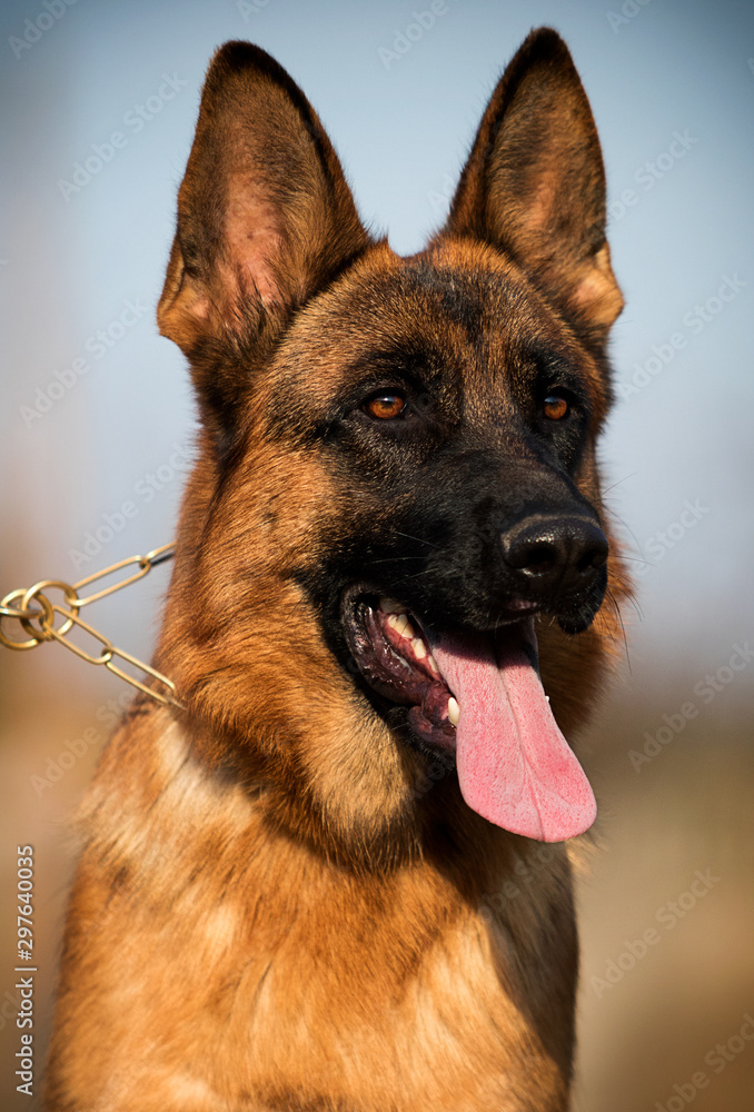 portrait german shepherd dog in autumn portrait german shepherd dog in autumn